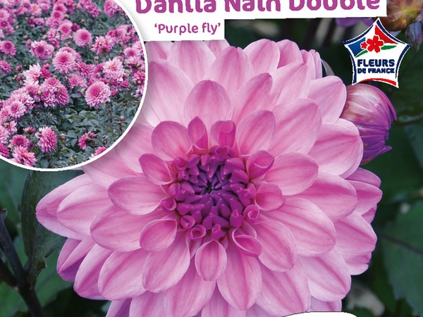 Dahlia Nain double Purple Fly