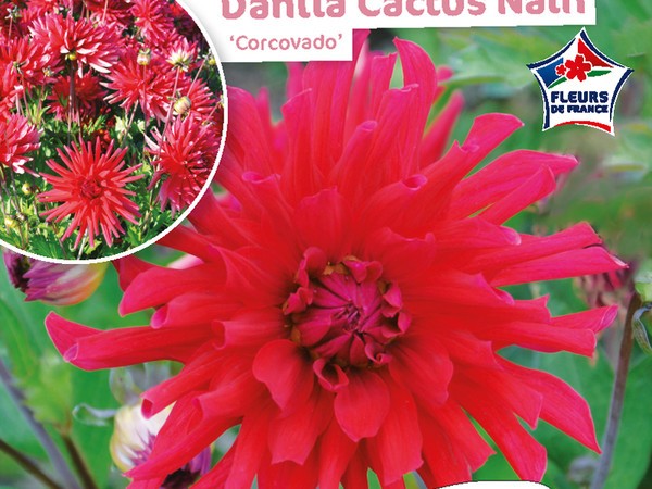 Dahlia Cactus nain Corcovado