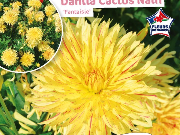 Dahlia Cactus nain Fantaisie