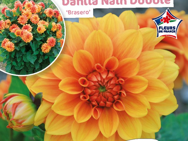 Dahlia Nain double Brasero