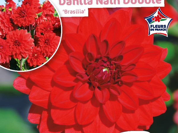 Dahlia Nain double Brasilia