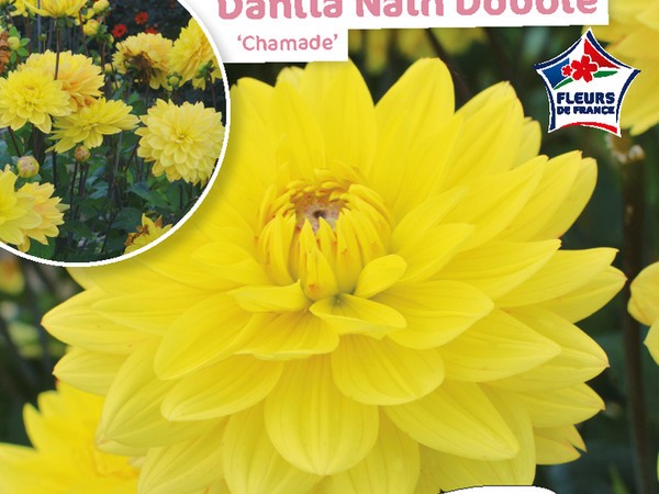 Dahlia Nain double Chamade