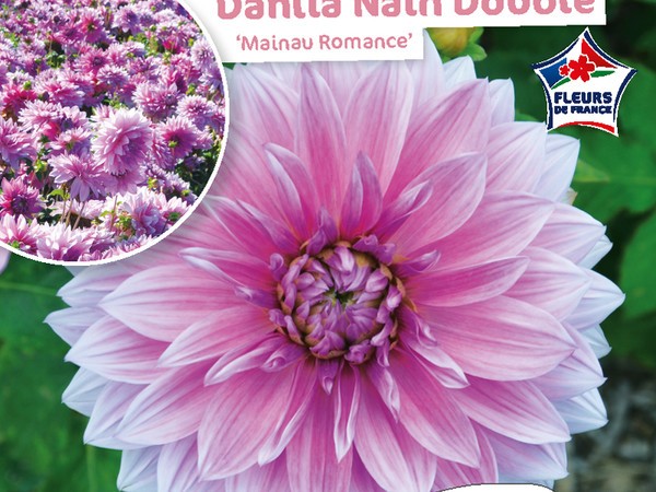 Dahlia Nain double Mainau Romance