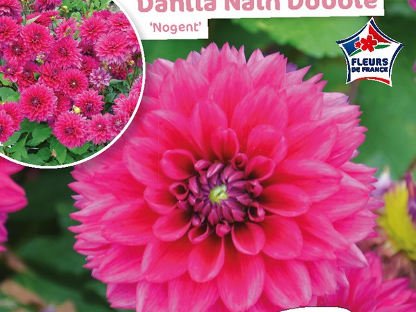 Dahlia Nain double Nogent