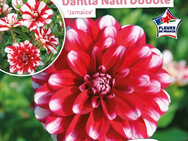 Dahlia Nain double Jamaïca
