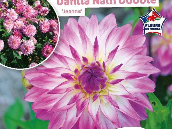 Dahlia Nain double Jeanne