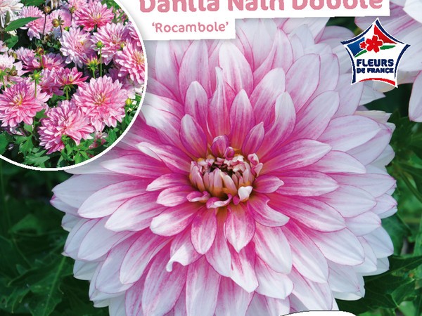 Dahlia Nain double Rocambole