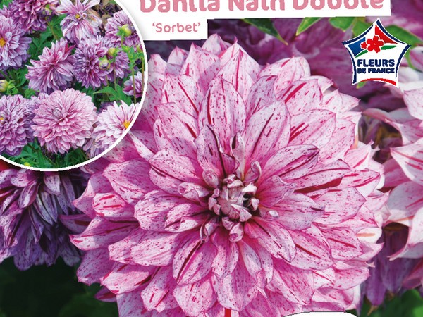 Dahlia Nain double Sorbet