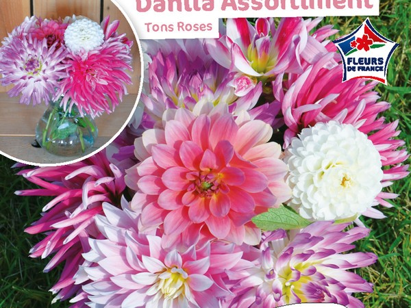 Dahlia Assortiment Tons roses 