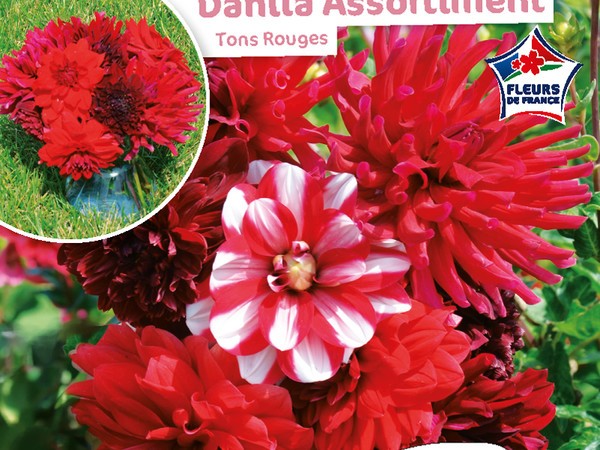 Dahlia Assortiment Tons rouges