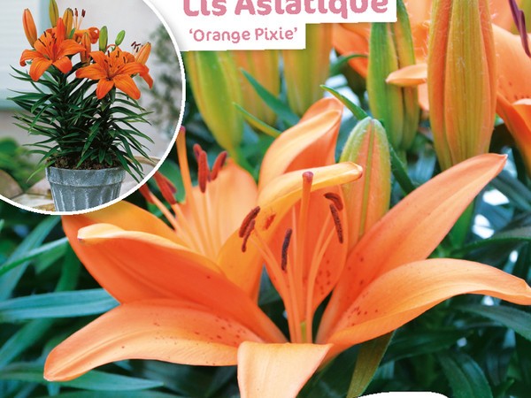 Lis Asiatique Orange Pixie