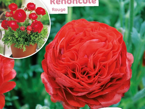 Renoncule Rouge