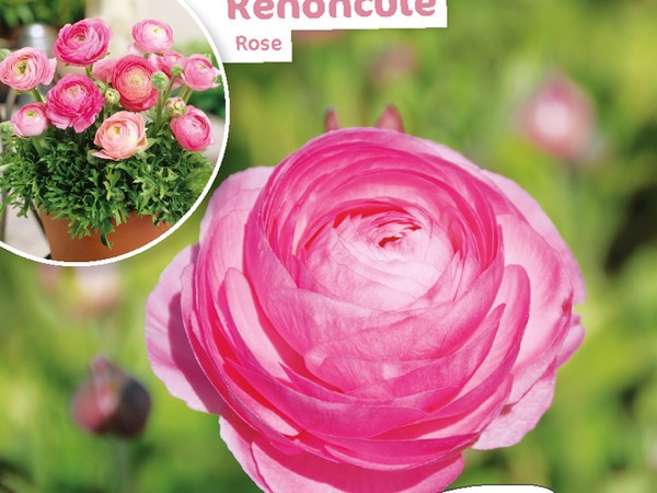 Renoncule Rose