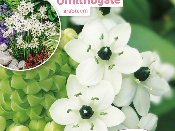 Ornithogale arabicum