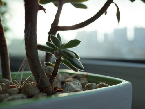 PLANTES EN POT : PRÉPARER LES PLANTES HIVERNÉES POUR LEUR SORTIE