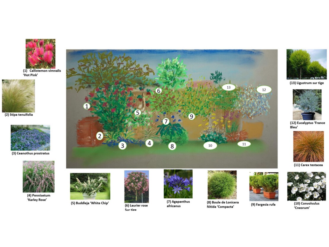 Dessin plate-bande fleurie