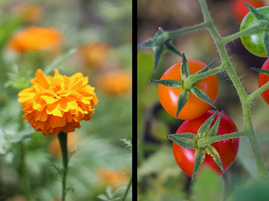 Quelles associations de plantes au potager ? | Silence, ça pousse !