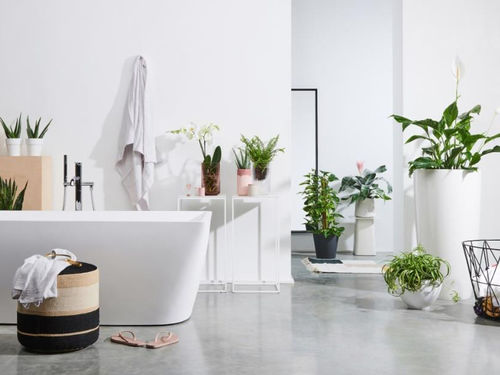 QUELLES PLANTES POUR VOTRE SALLE DE BAIN ?