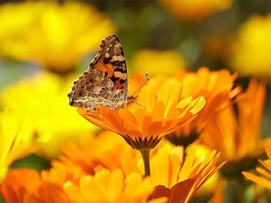 6 fleurs rapides à semer avec les enfants