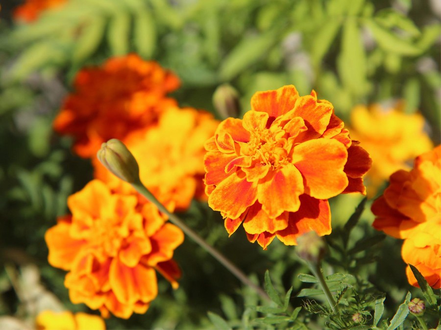 Les œillets : des fleurs de toute beauté, faciles à cultiver