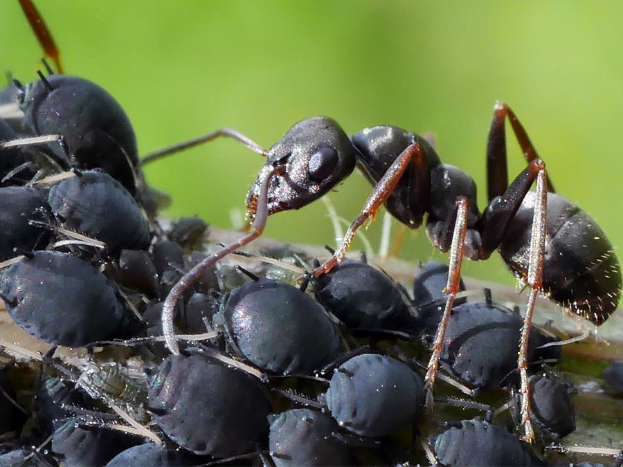 Une fourmi avec des pucerons
