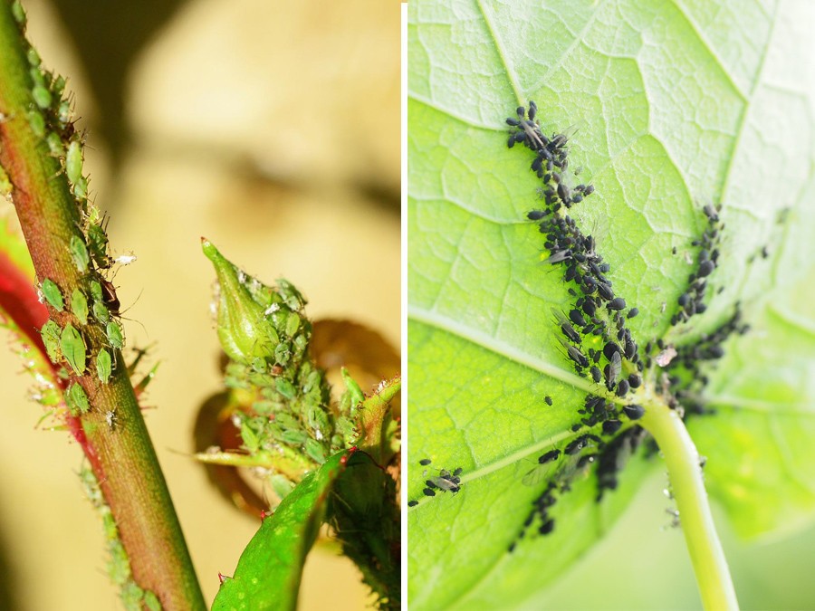 Comment éloigner les moucherons des plantes d'intérieur ? - Jardiland