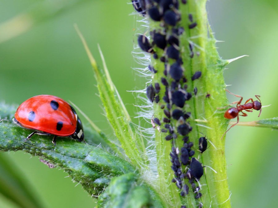 RECONNAITRE, PREVENIR ET LUTTER NATURELLEMENT CONTRE LES PUCERONS