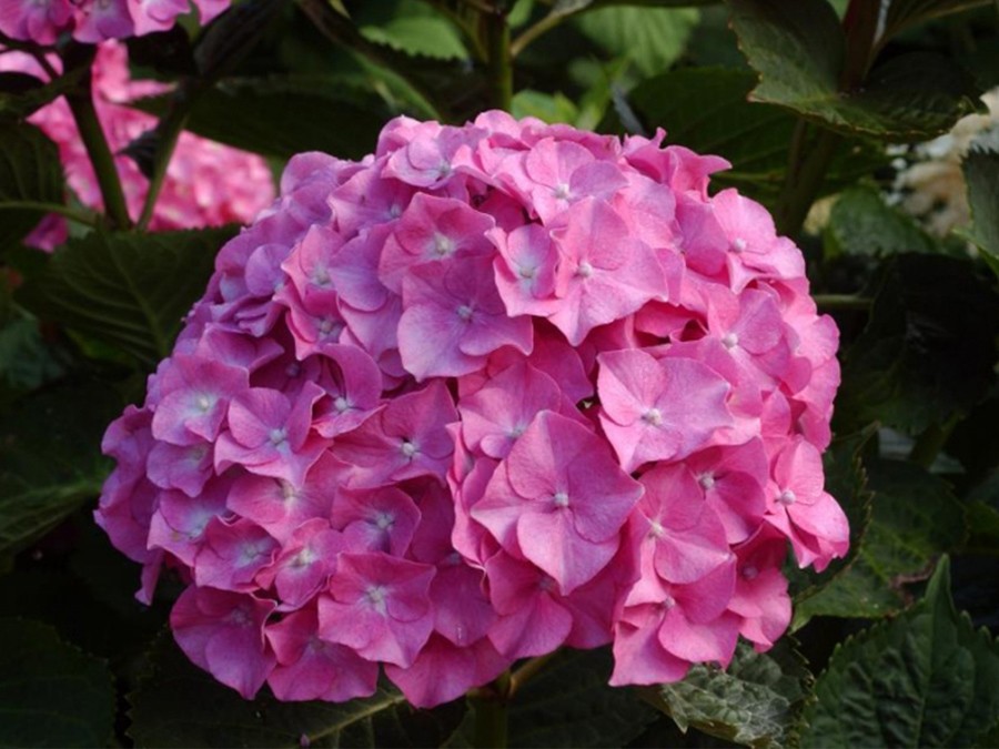 Hortensia Benelux Rose