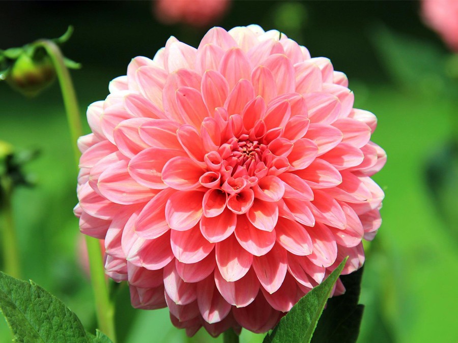 Dahlia rose