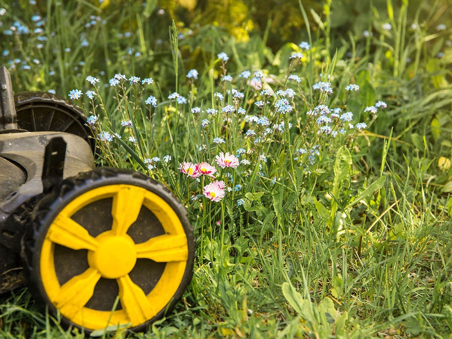 4 BONNES RAISONS D'OUBLIER LA TONDEUSE EN MAI