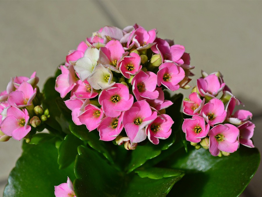 Kalanchoe rose