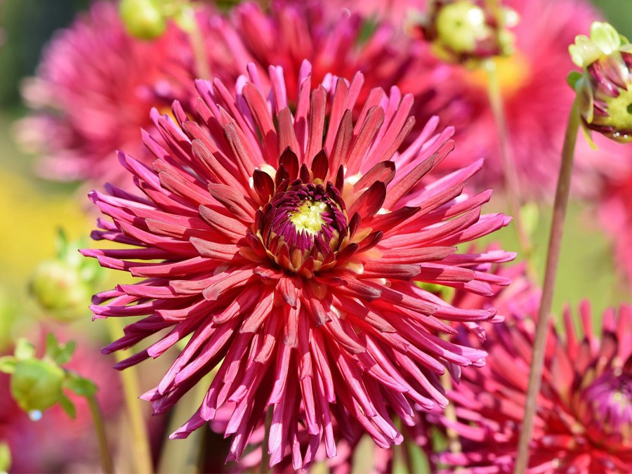 Dahlia cactus