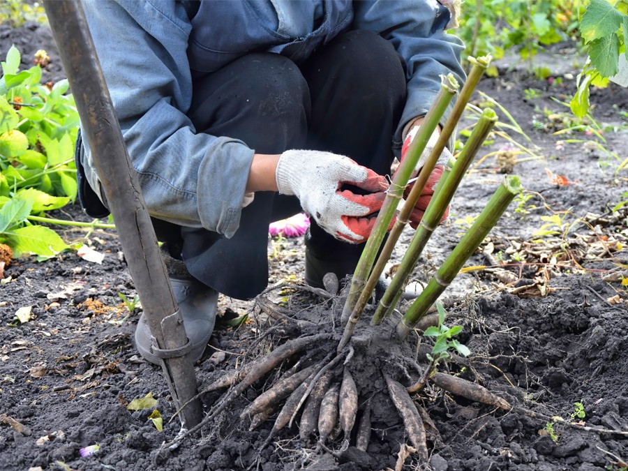 Plantation de dahlia