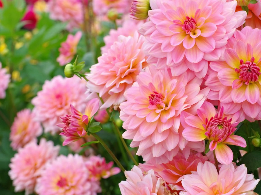 TOUT SAVOIR SUR... LA CULTURE DU DAHLIA