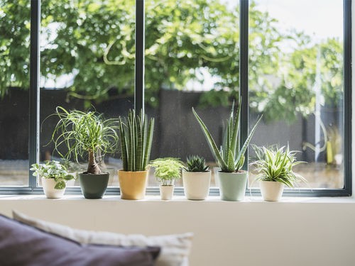 CHOISIR LE BON POT POUR VOS PLANTES