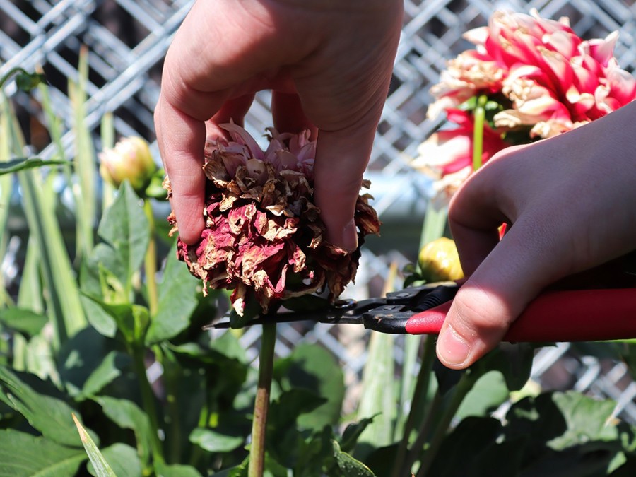 Taille des fleurs fanées