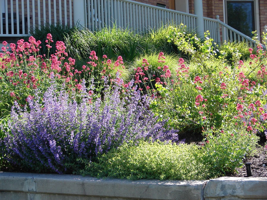 7 arbustes qui résistent au froid et à la sécheresse - Promesse de Fleurs