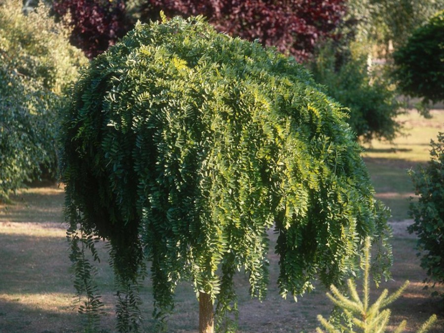 sophora du japon