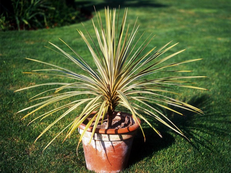 Cordyline d'Australie Torbay Dazzler