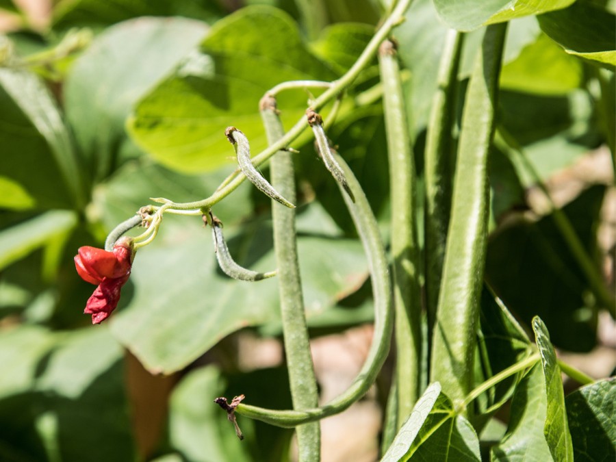 Haricot vert