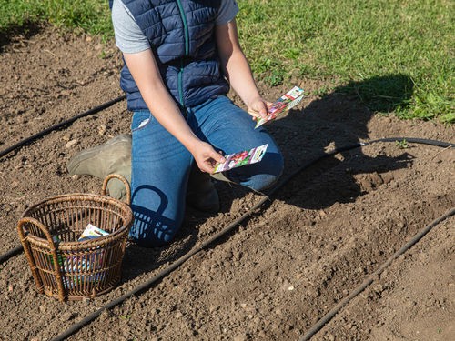 POTAGER : LES SEMIS TARDIFS DU DEBUT D'ÉTÉ