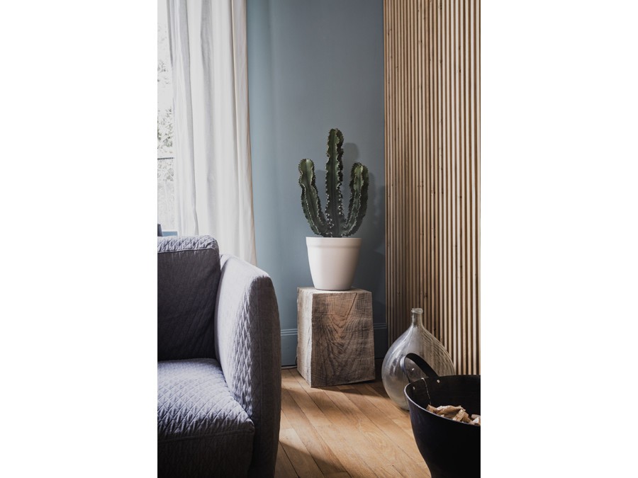 Cactée d'intérieur Cactée d'intérieur