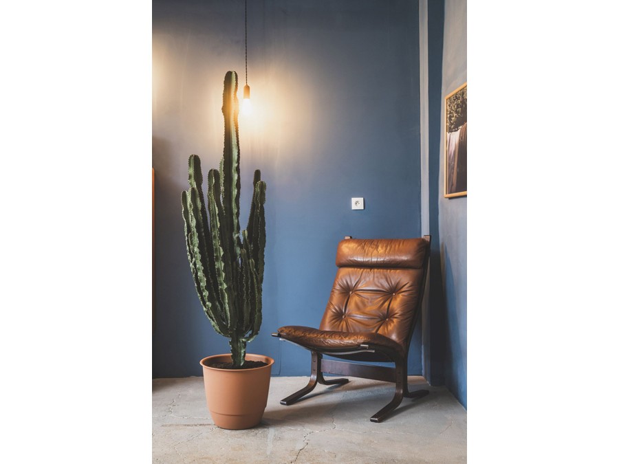 Cactus dans un salon Cactus dans un salon