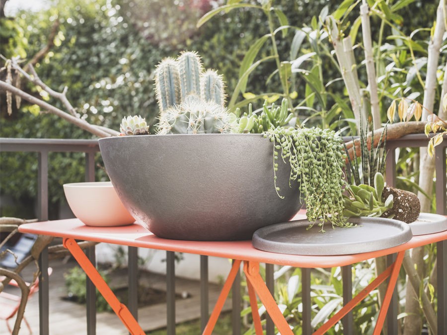 FAITES POUSSER DES CACTUS CHEZ VOUS