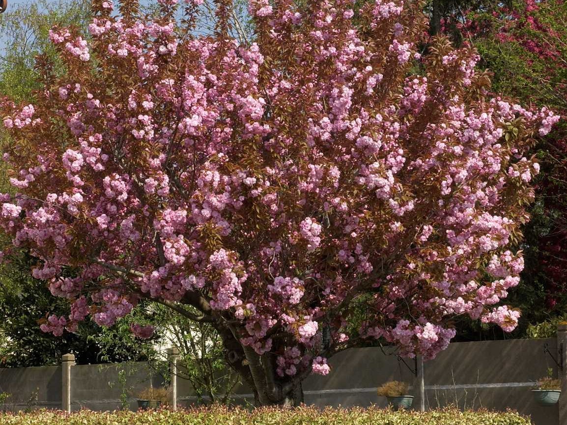 Comment choisir un arbre d'ornement pour son jardin ?