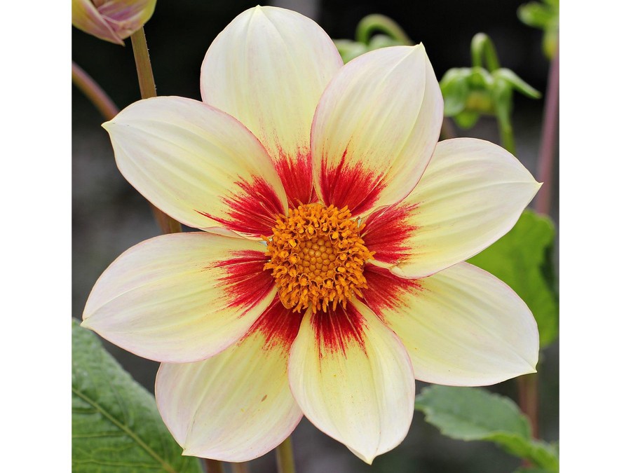 Dahlia simple Dahlia simple