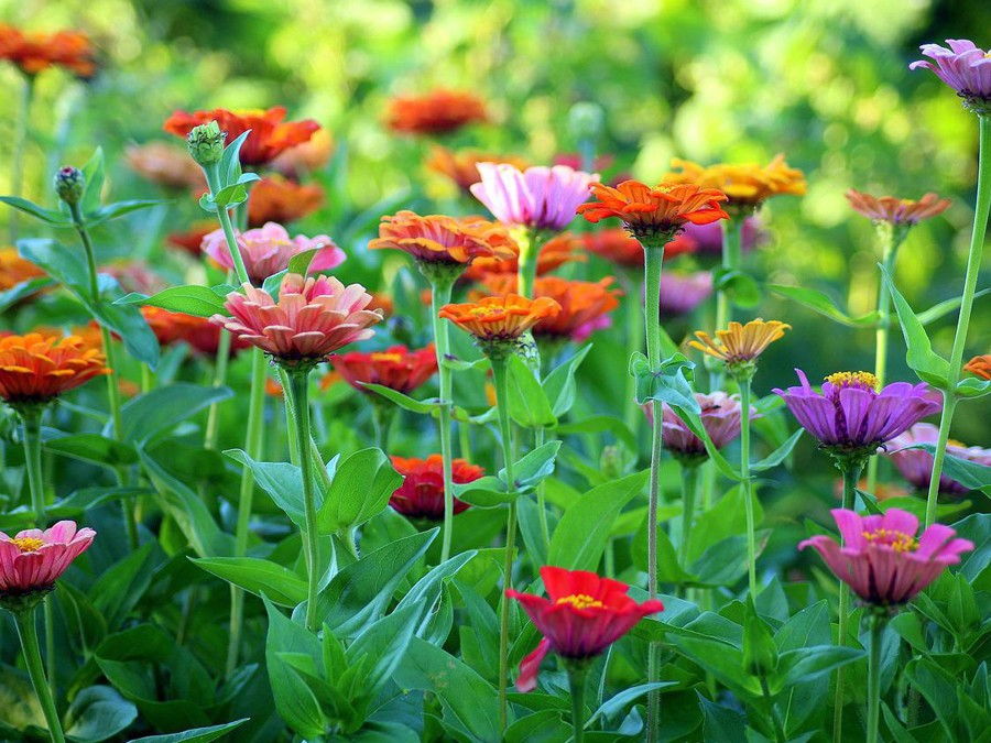 Un jardin de fleurs à couper