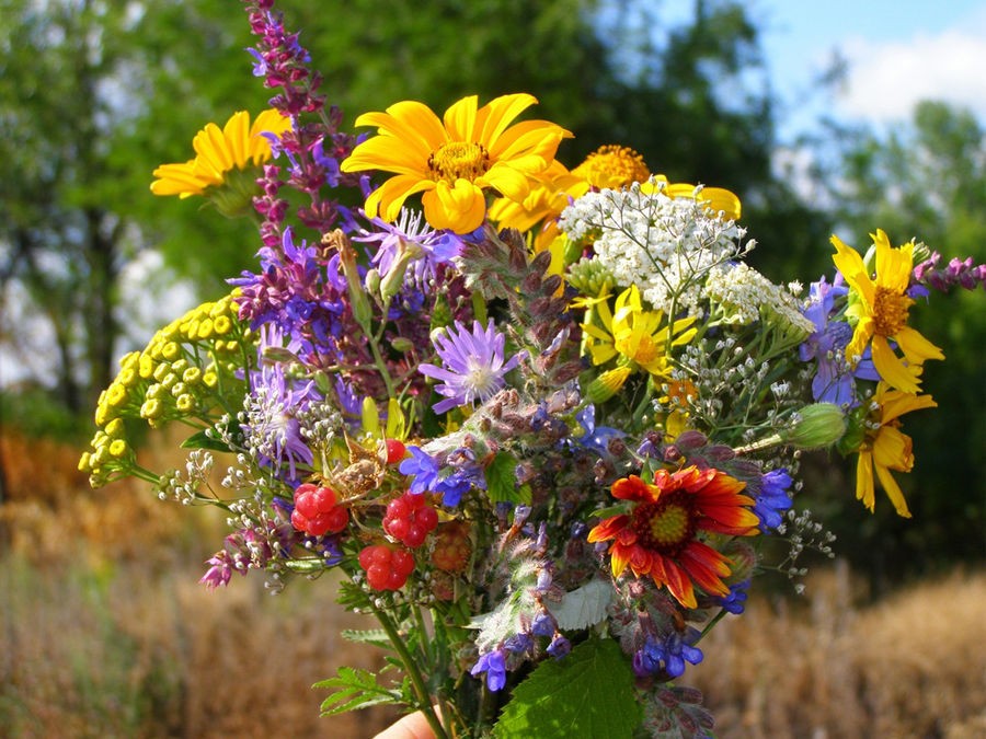 Les Plus Belles Fleurs De Jardin Pour Un Bouquet D t Silence a 