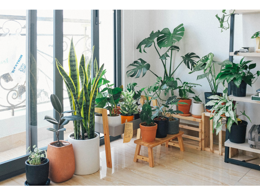 DECOREZ VOTRE SALON AVEC DES PLANTES VERTES 