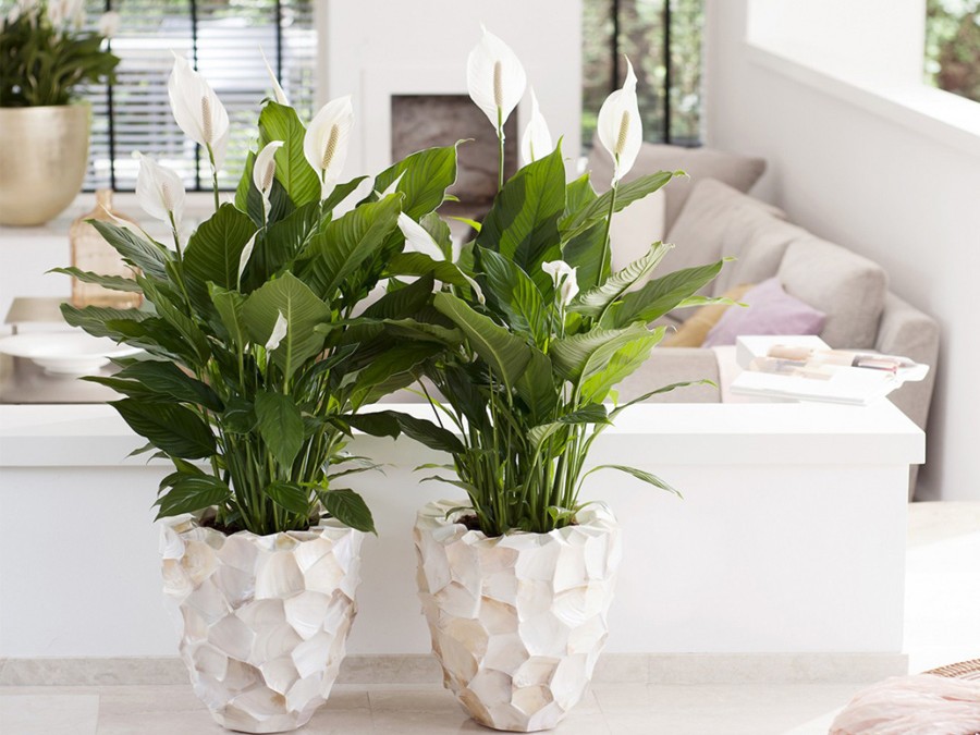 Fleur de lune Spathiphyllum 